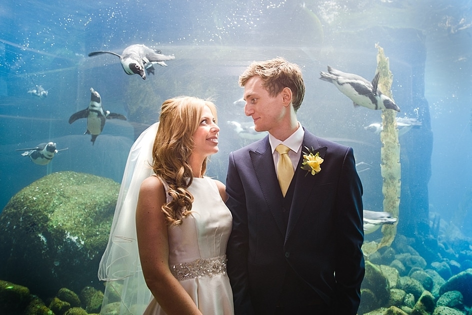 Bride & groom stood in front of the penguins at their Bristol zoo wedding